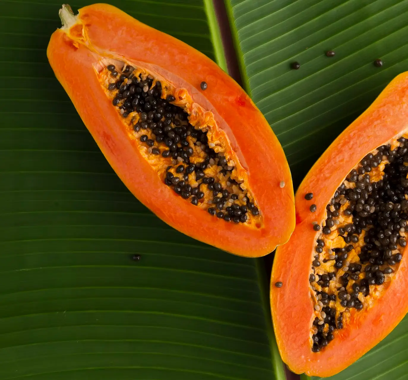 Papaya Fruit